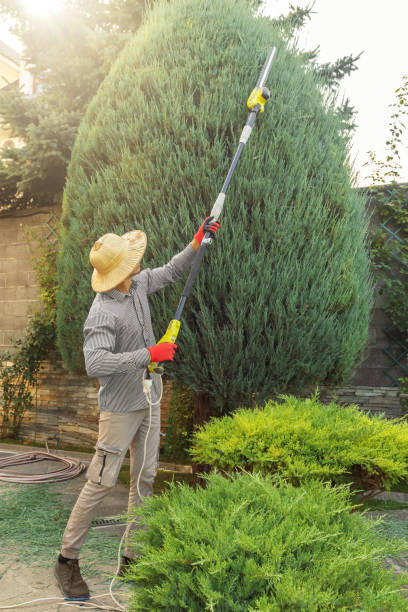 Creve Coeur, IL Tree Removal and Landscaping Services Company